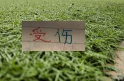 开云-也是扯平！重庆让了李镇全+阿马杜 申花伤特谢拉 盖伊